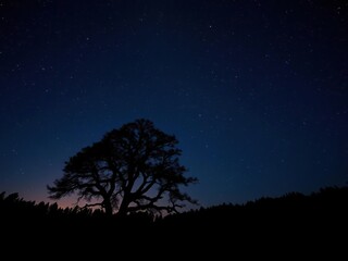Naklejka premium Night sky panorama with silhouetted tree and dense forest under starry sky, dark, silhouette, tree