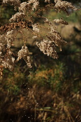 Conadian goldenrod in the autumn forest. Dry branches, dried flowers.	