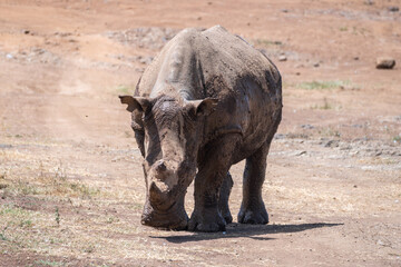Obraz premium A large, muddy rhinoceros stands proudly in a field, Nairobi Park, Kenya