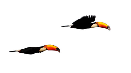 Transparent image of two toucans flying