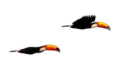 Fototapete Tukan Transparent image of two toucans flying  © Rodrigo Secolin
