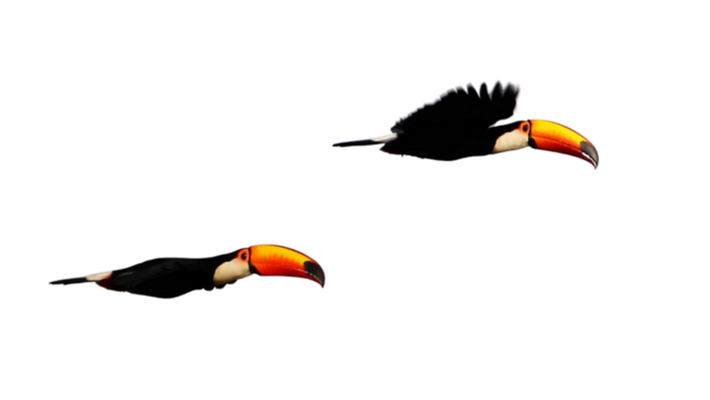 Transparent image of two toucans flying