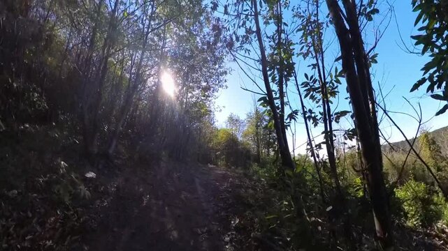 Bosque en oto&ntilde;o 3