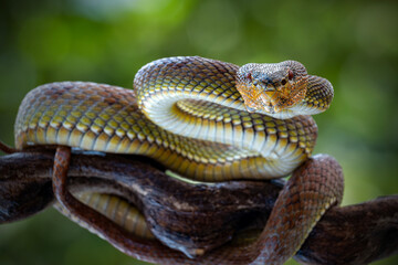 Manggrove Pit Viper snake closeup face, animal closeup