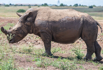Fototapeta premium A large, muddy rhinoceros stands proudly in a field, Nairobi Park, Kenya