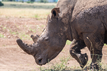 Obraz premium A large, muddy rhinoceros stands proudly in a field, Nairobi Park, Kenya