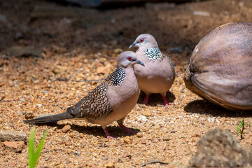Spotted dove