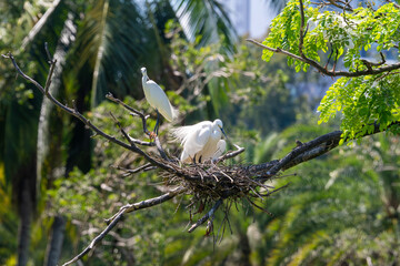 This captivating image captures the elegance and grace of a Little Egret (Egretta garzetta) in flight and during rest. With its pristine white plumage, slender black beak, and long black legs.