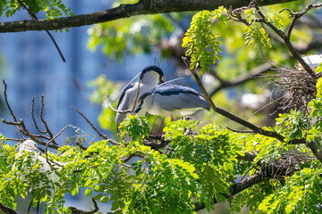 This series of captivating photographs showcases the Black-crowned Night Heron (Nycticorax nycticorax), a striking wading bird known for its nocturnal habits and distinctive appearance.