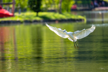 This captivating image captures the elegance and grace of a Little Egret (Egretta garzetta) in flight and during rest. With its pristine white plumage, slender black beak, and long black legs.