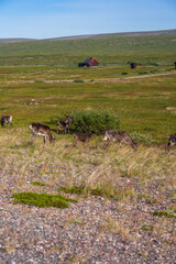 Reindeer Grazing near the Fishing Village of Berlevag, Finnmark, Norway