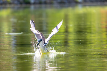 This dynamic series of photographs captures the impressive hunting prowess of a Black-crowned Night Heron (Nycticorax nycticorax). 