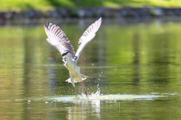 This dynamic series of photographs captures the impressive hunting prowess of a Black-crowned Night...