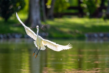 This captivating image captures the elegance and grace of a Little Egret (Egretta garzetta) in flight and during rest. With its pristine white plumage, slender black beak, and long black legs.