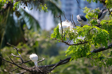 This captivating image captures the elegance and grace of a Little Egret (Egretta garzetta) in flight and during rest. With its pristine white plumage, slender black beak, and long black legs.