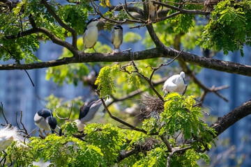 This captivating image captures the elegance and grace of a Little Egret (Egretta garzetta) in flight and during rest. With its pristine white plumage, slender black beak, and long black legs.