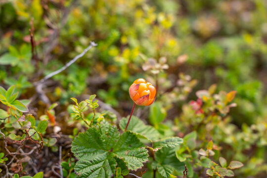 Cloudberry growing in mountains in Norway near Berlevag