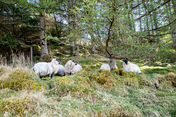 Sheep grazing in forest in County Donegal, Ireland
