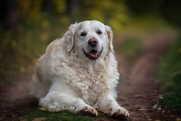 Purebred white golden retriever in an autumn forest, surrounded by vibrant fall foliage. Loyal dog enjoying a peaceful outdoor adventure in nature