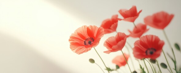 Vibrant red poppy flowers in a field