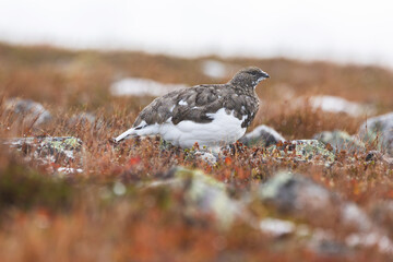 Rock ptarmigan standing on colorful ground on cold autumn day with fresh snow in the mountains of Urho Kekkonen National Park, Northern Finland	