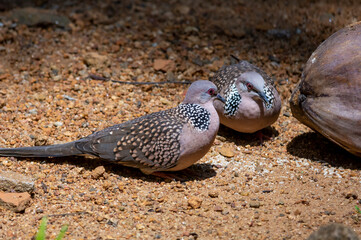 Spotted dove