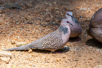 Spotted dove