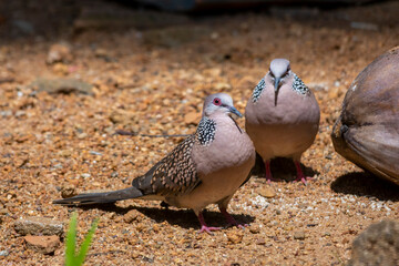 Spotted dove