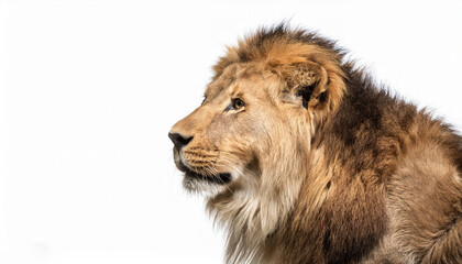 Lion on white background