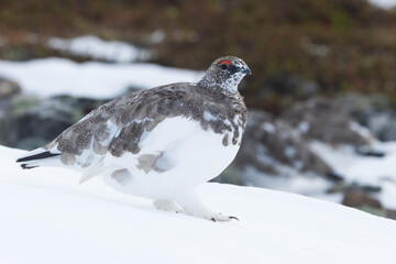 Rock ptarmigan walking on fresh snow in the mountains of Urho Kekkonen National Park, Northern Finland	