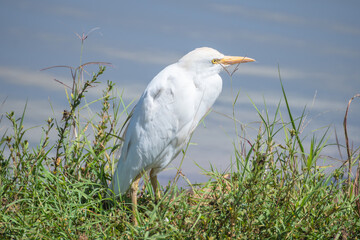 A white bird with a yellow beak stands in grass by water