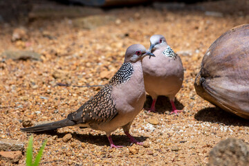 Spotted dove