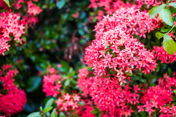 A bunch of red needle flowers in the garden