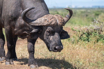 African buffalo, Syncerus caffer, Nairobi Park, Kenya
