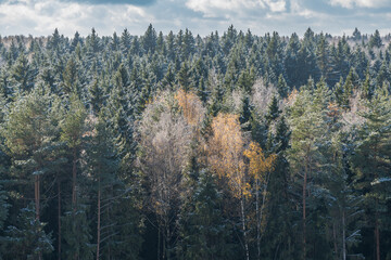 Frosty Forest Landscape In Autumn Season. View From Above On Woods Horizon