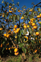 persimmon in farm