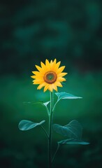 Vibrant sunflower against a dark green background