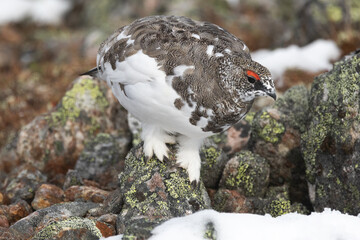 Rock ptarmigan standing on a rock and looking down on a cold autumn day with fresh snow in the mountains of Urho Kekkonen National Park, Northern Finland	