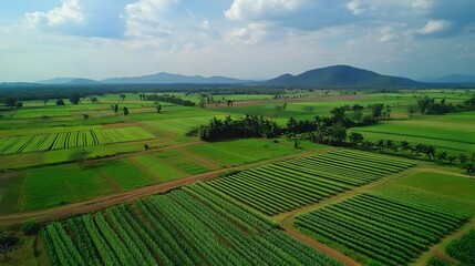 Fototapeta premium Expansive Aerial View of Geometric Sugar Plantation Landscape
