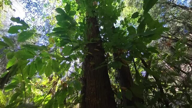 &Aacute;rbol en el bosque 1