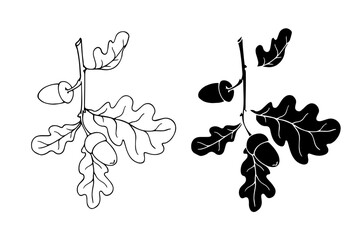 Botanical sketch, stamp, silhouette of an oak branch with acorns. Vector graphics.