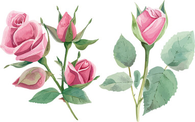Watercolor pink rose flower and leaf bouquet clipart collection