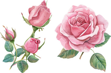 Watercolor pink rose flower and leaf bouquet clipart collection