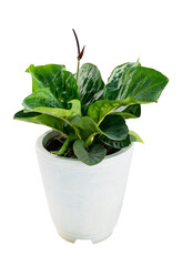 tropical plant in a pot. home decorating plant with transparent background
