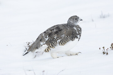 Rock ptarmigan walking on snow and looking for food on cold autumn day with fresh snow in the mountains of Urho Kekkonen National Park, Northern Finland