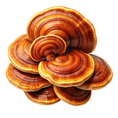 mushroom, ling zhi, dried, isolated, white, background