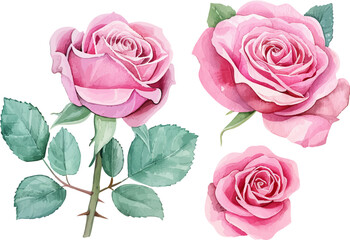 watercolor rose flower