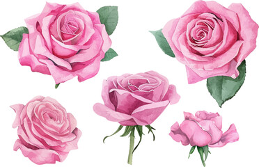 watercolor rose flower