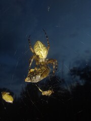 spider on cobweb with prey © Sylwia