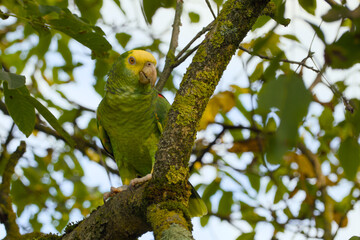 yellow-headed amazon parrot is perching on a tree branch close-up